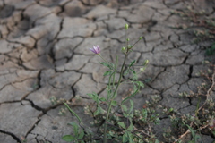 Cleome chelidonii